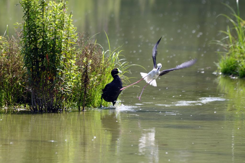 Avifauna humor